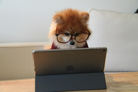 Vet Online Consultations