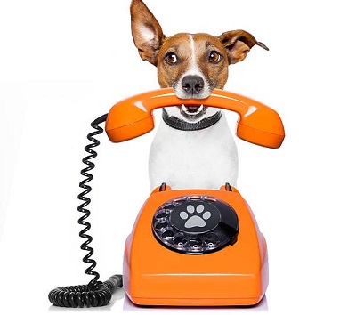 pet communicator